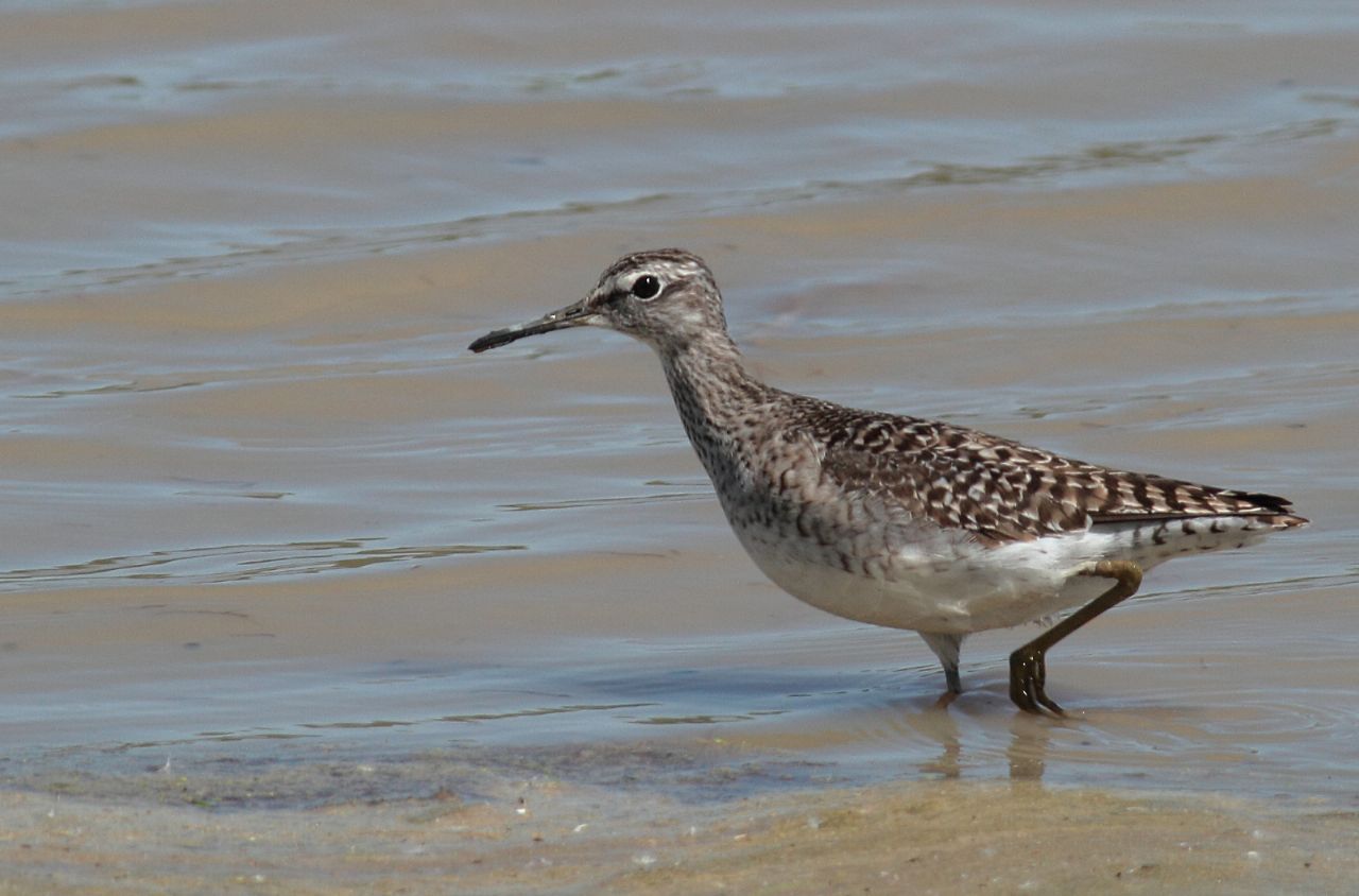 Piro Piro Boschereccio